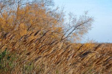 Paysage de Camargue 