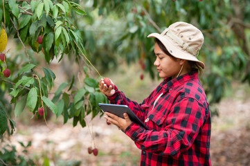 Asian farmer woman harvesting freshly ripe lychees on the tree Ripe lychee fruit on the tree in the Asian farm garden - obrazy, fototapety, plakaty