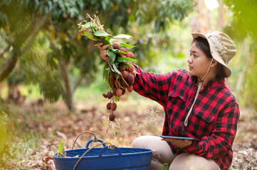 Asian farmer woman harvesting freshly ripe lychees on the tree Ripe lychee fruit on the tree in the Asian farm garden - obrazy, fototapety, plakaty