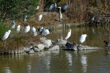 Oiseaux sur les rives d'un &eacute;tang en Camargue