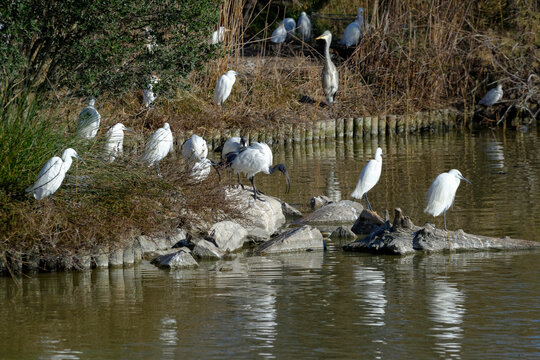 Oiseaux sur les rives d'un étang en Camargue