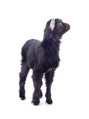 One black little goat.