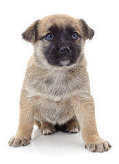 Fototapeta premium Brown beautiful puppy.