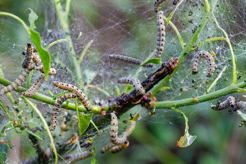 Yponomeuta padella. Larvae of the stoat moth or cherry stoat.