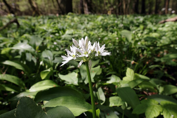 wild garlic blossom, closeup
