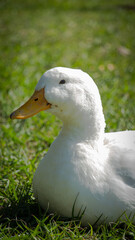 white duck on the grass