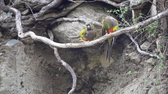 Two Cyanoliseus patagonus burrowing parrots perched on a branch amidst rocks and roots. One bird grooms while the other flies away to the left. a third bird flies up to the branch. Slowed down 14 sec