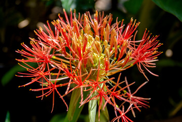 close up of petals of blood flower or blood lily blooming