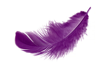 Purple Bird Feather Isolated on White Background. Color of LGBT 	