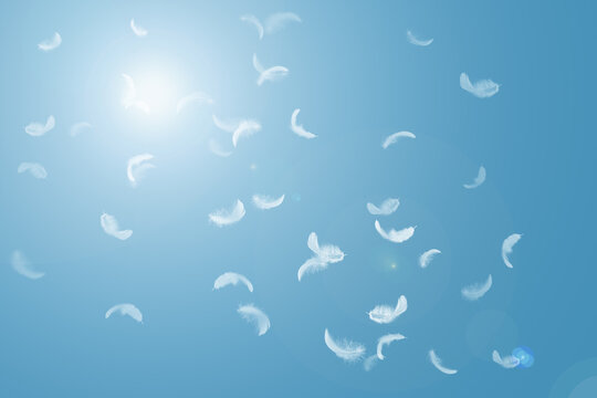 Abstract Group of White Bird Feathers Floating in The Sky. Feathers Flying in Heavenly.	
