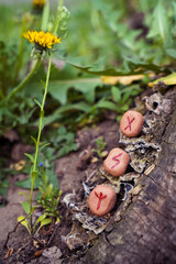 Scandinavian runes and thor's hammer in the forest