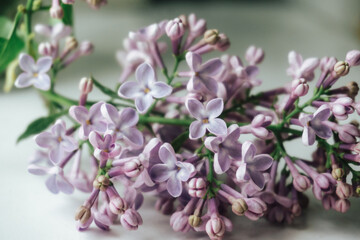 lilac branch with buds