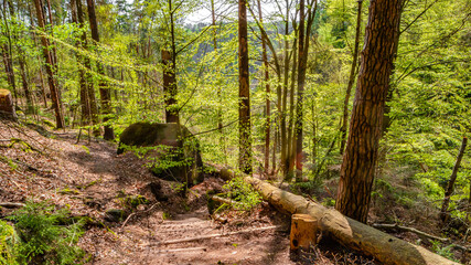 Panoramic with magical enchanted fairytale forest with fern, moss, lichen and sandstone rocks at...