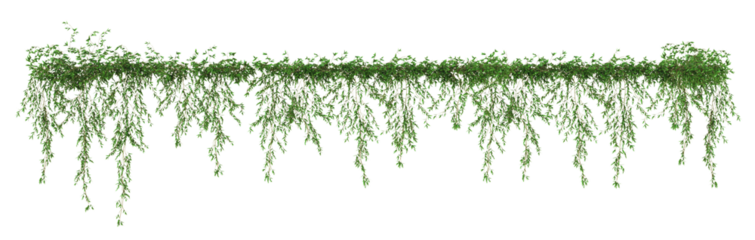 Ivy green with leaf or a trail of realistic ivy leaves. Png transparency
