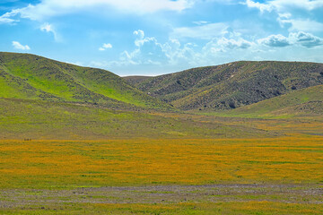 super bloom and old buildings on the Carrizo plain