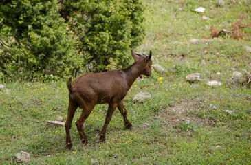 Kid goat in the meadow. Farm animals