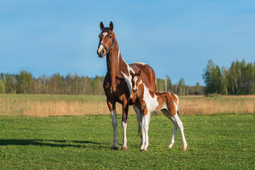 Mare with a foal in the field in summer - 600966610
