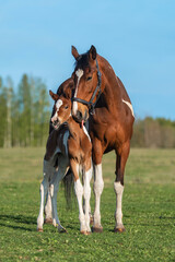 Mare with a foal in the field in summer - 600966634
