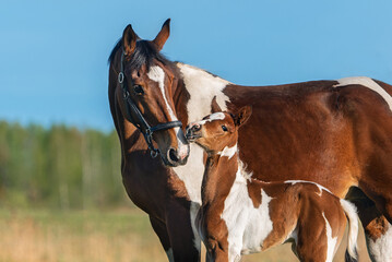 Mare together with a little foal