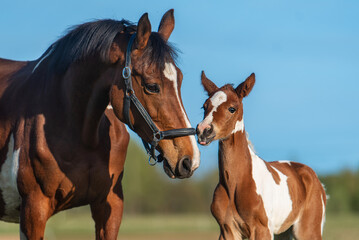 Mare together with a little foal - 600966665