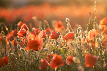 Obraz premium Beautiful field of red poppies in the sunset light.