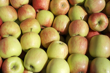  Apples. Organic organic fruits. Apple harvest. Healthy food and nutrition concept.      