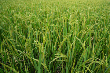 Closeup Green Raw Paddy spike in the agriculture field. agriculture industrial concept background