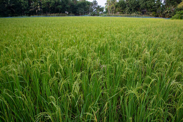 Closeup Green Raw Paddy spike in the agriculture field. agriculture industrial concept background