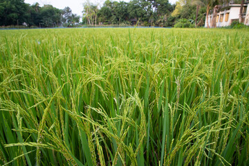 Closeup Green Raw Paddy spike in the agriculture field. agriculture industrial concept background
