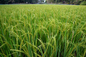 Closeup Green Raw Paddy spike in the agriculture field. agriculture industrial concept background