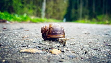 snail crawls across the road