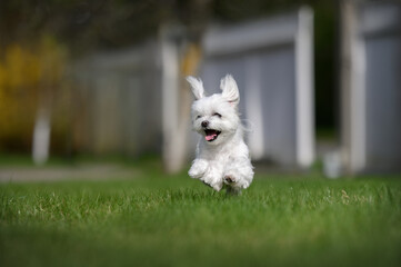 happy maltese dog running outdoors on grass - obrazy, fototapety, plakaty