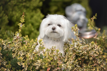 maltese dog posing outdoors in summer