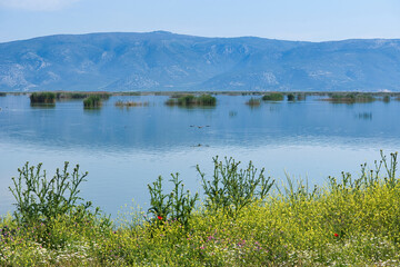 Fototapeta na wymiar Lake Karla, calm and beautiful lake, Greece, a unique wetland, with water changes, small islands and aquatic plants and birds.