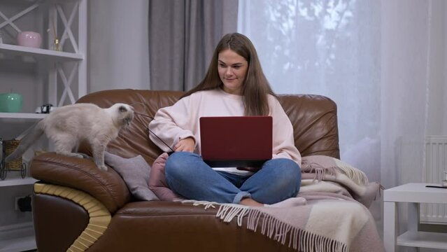 Curious cat playing with young joyful woman sitting on armchair with laptop laughing. Wide shot front view purebred Scottish Fold and cheerful lady enjoying leisure at home