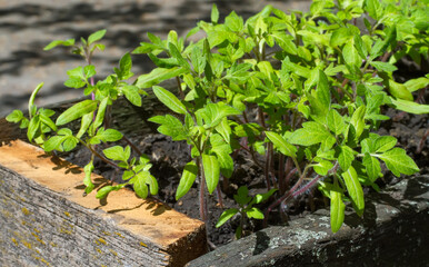 Tomato seedlings are grown in a box. Growing vegetables at home.