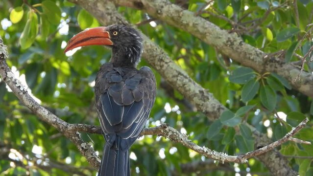 Relaxed crowned Hornbill sits in tree with lush foliage, shot from behind