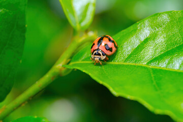 ladybug on leaf