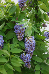 Closeup of purple Wisteria sinensis flowers in bloom growing in a cascade with green lush foliage.