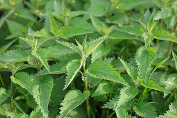Closeup portrait of fresh green leaves of Urtica dioica, the common stinging nettle, is a...
