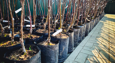 young trees in a nursery for gardeners