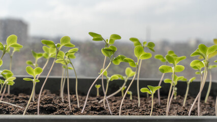 Melon seedlings in a tray, Sprouted seedlings are planted on black tray in the greenhouse.