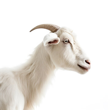 Close-up portrait of a white goat with horns. isolated object on white background