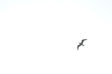 bird in flight