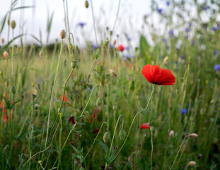 Spring flowering poppies on the field