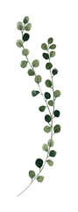 Beautiful clip art stock illustration with hand drawn watercolor branch with leaves.