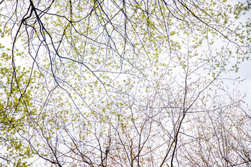 tree branches covering the sky