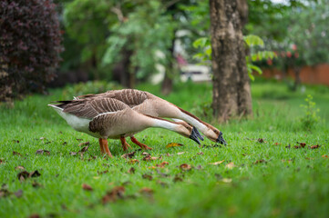 couple of geese foraging on the grass