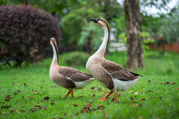 Obraz premium two geese on the grass