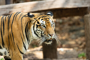 Portrait of Indochinese Tiger is looking for prey (Panthera tigris corbetti) in the natural zoo.Amazing tiger in the nature habitat.Wild dangerous animal concept.